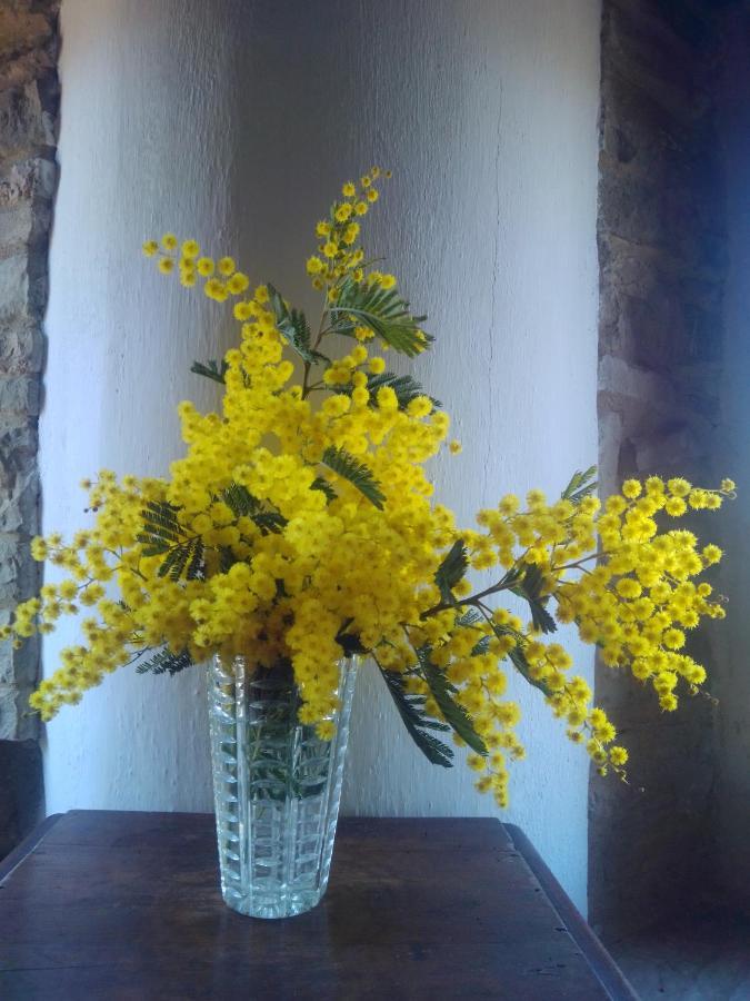 Cascinale La Mimosa Bed & Breakfast Cupramontana ภายนอก รูปภาพ